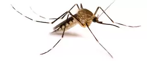 600x250_mosquito